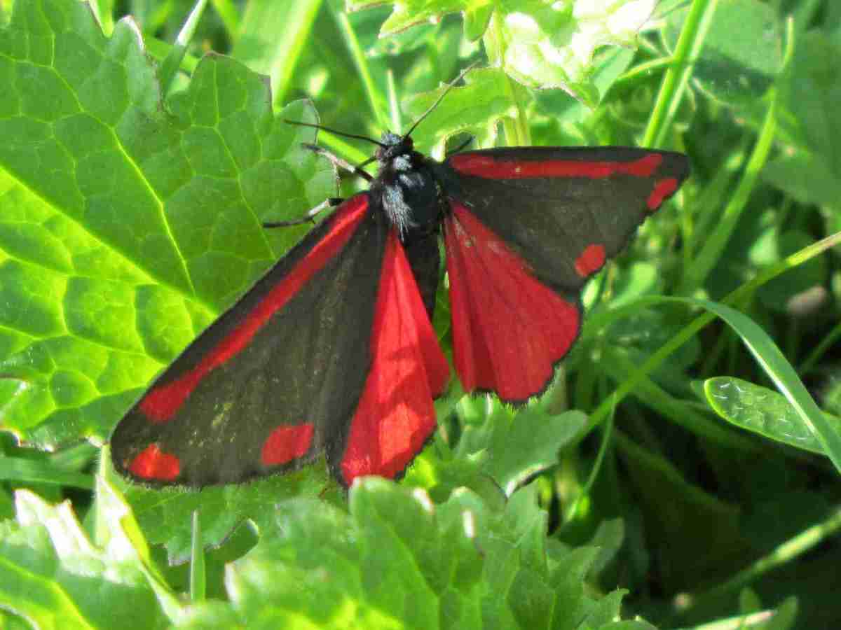 Cinnebar moth